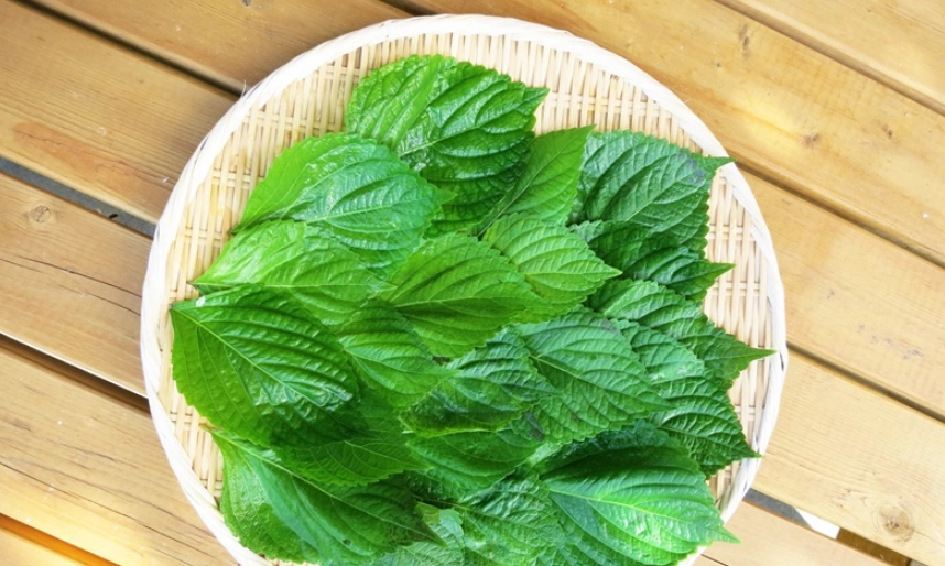 生吃紫蘇葉好處