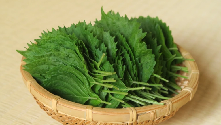 生吃紫蘇葉好處