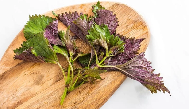 生吃紫蘇葉好處