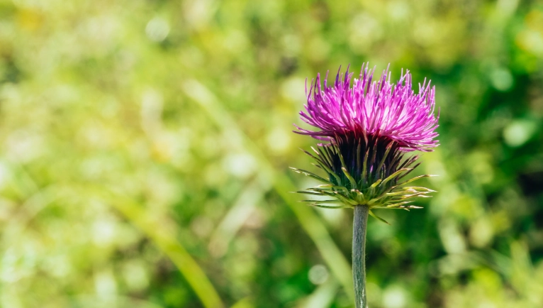 水飛薊服用時間