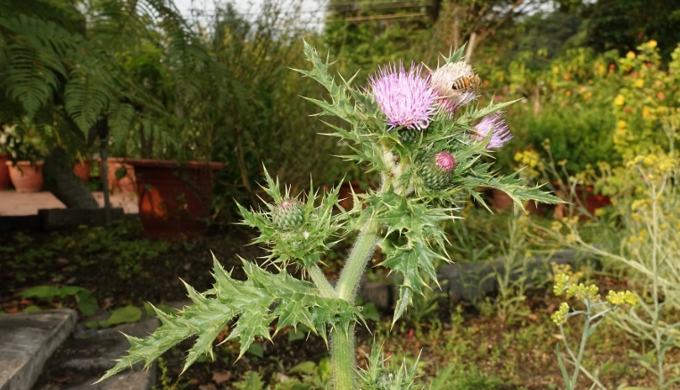 雞角刺生長條件
