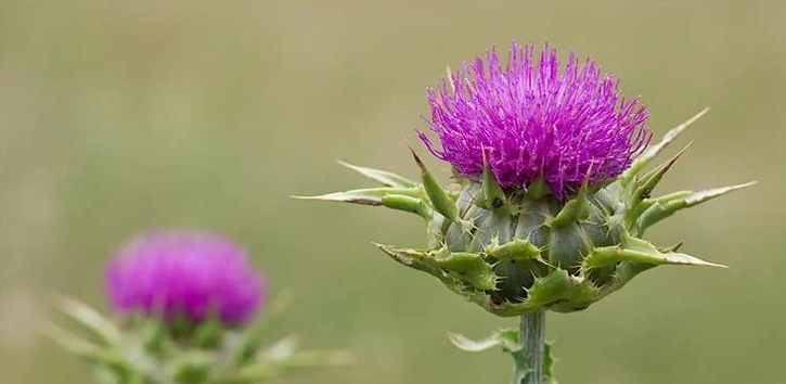 奶薊草護肝