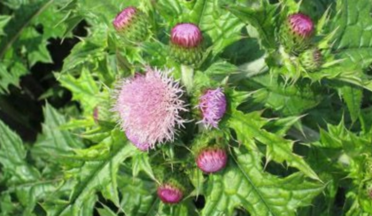 雞角刺栽培技巧