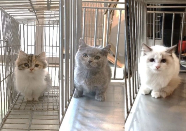 品種貓照顧費用