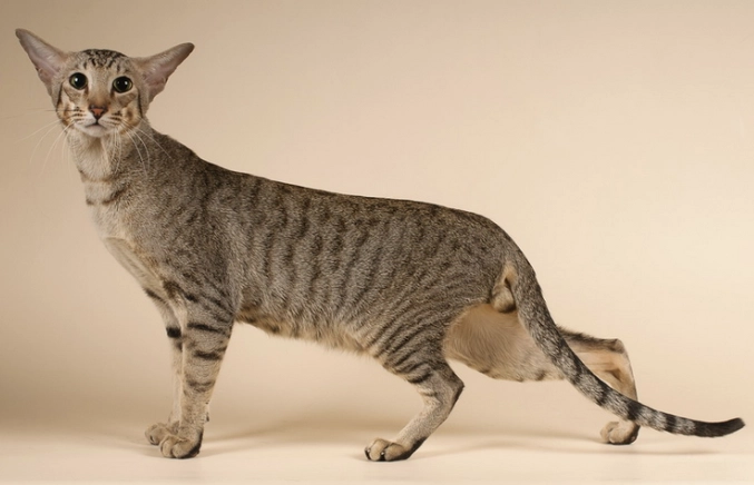 東方短毛貓性格