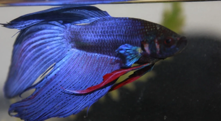 鬥魚壽命影響因素