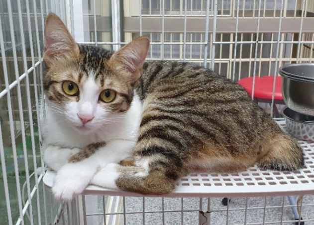 貓咪認養