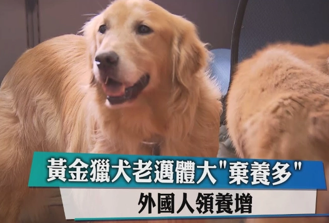 領養黃金獵犬流程