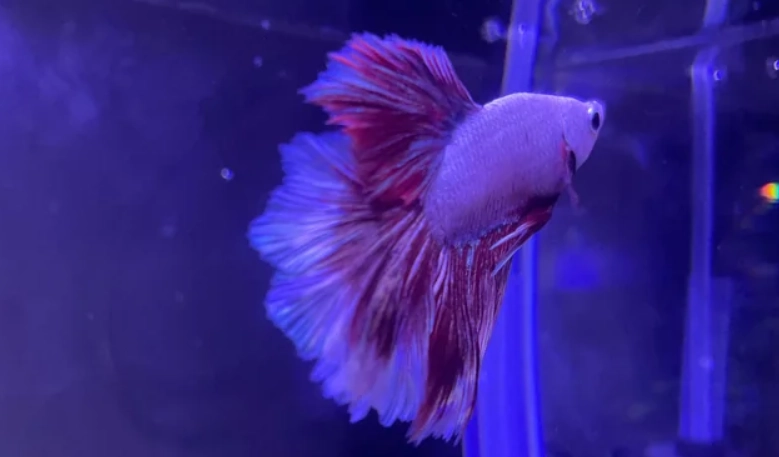 鬥魚沉底睡覺處理