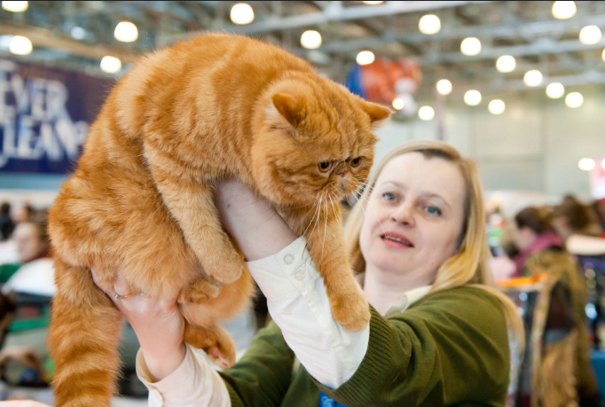 大型貓健康照護