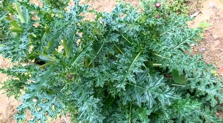 雞角刺生長條件