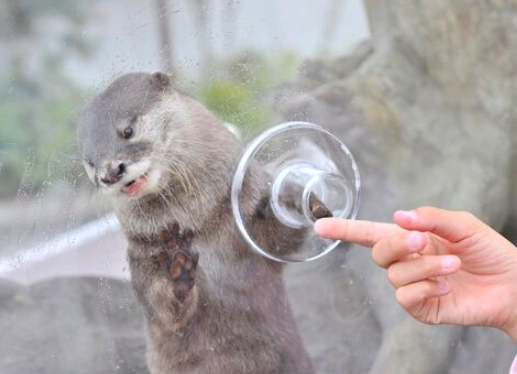 八景島水獺體驗