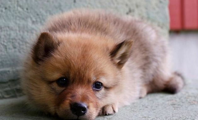 狐狸犬健康風險