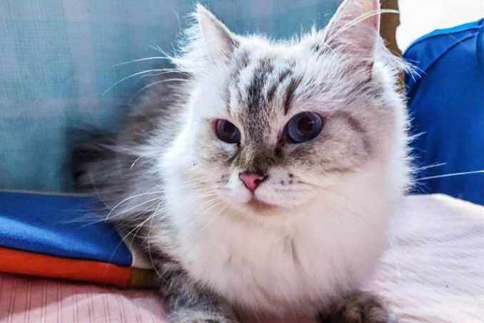 品種貓照顧費用