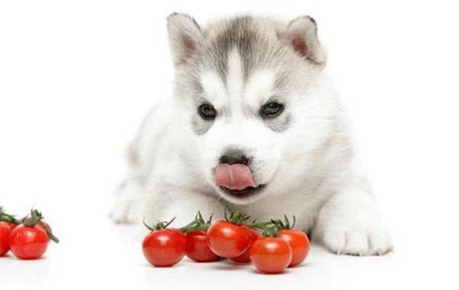 狗吃番茄安全