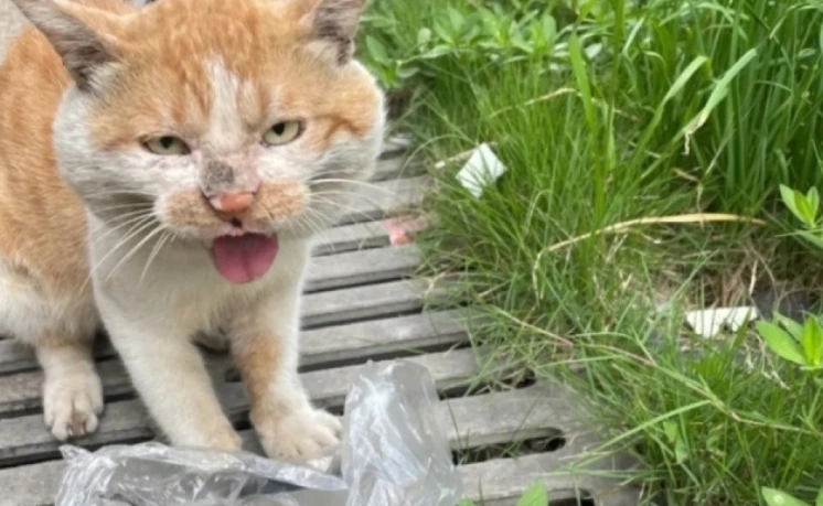 流浪貓領養流程