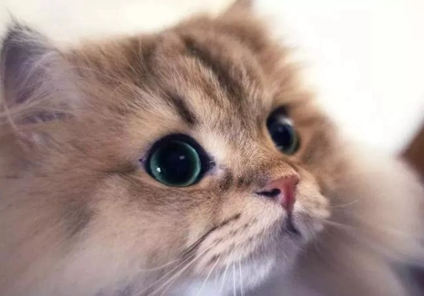 長毛貓飼養成本