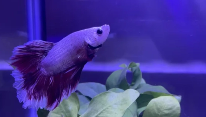 鬥魚睡覺沉底正常嗎