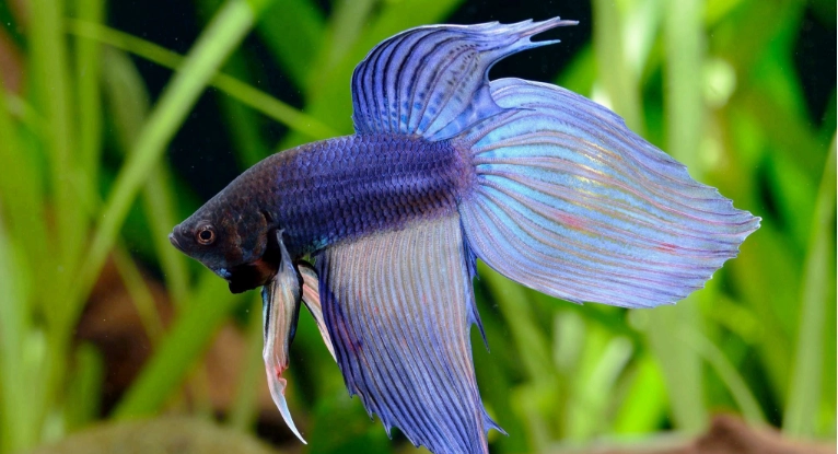 鬥魚壽命影響因素