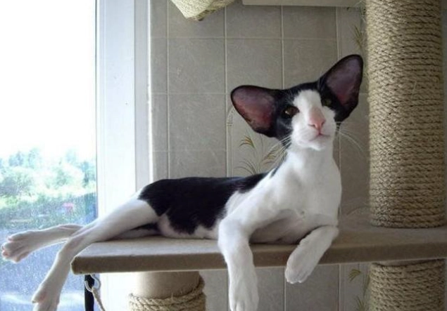 東方短毛貓護理