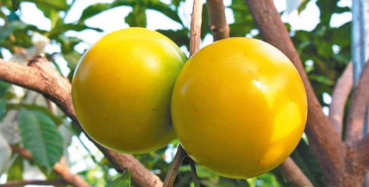 黃金果健康益處