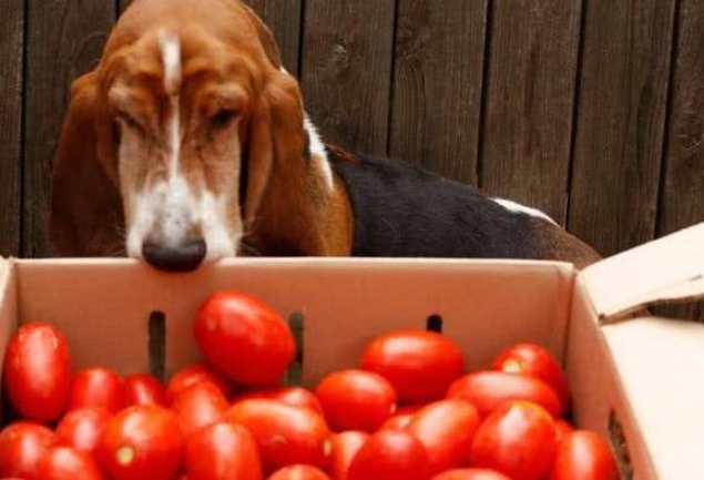 番茄對狗的好處