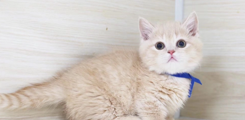 曼赤肯貓領養費用