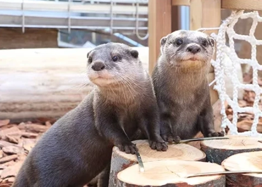 八景島水獺體驗