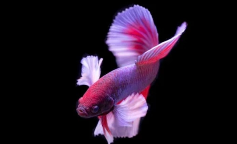 養鬥魚心理健康好處