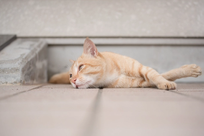 貓咪領養注意事項