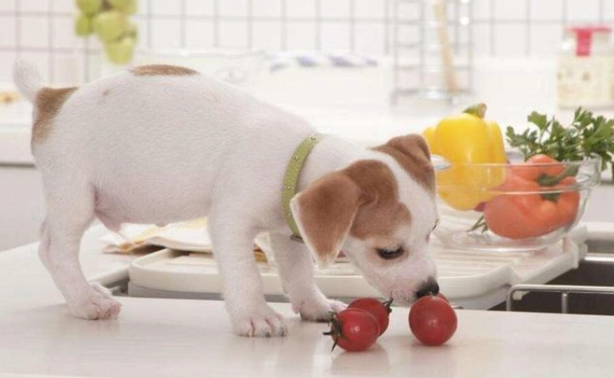 番茄對狗的好處