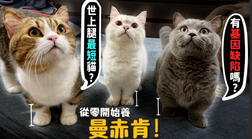曼赤肯貓領養流程