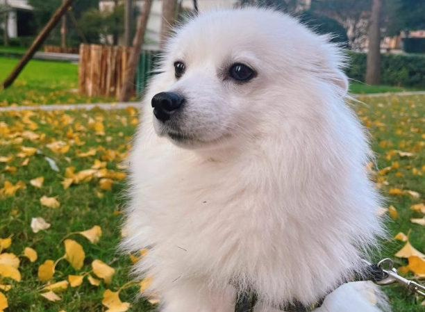 狐狸犬飼養問題