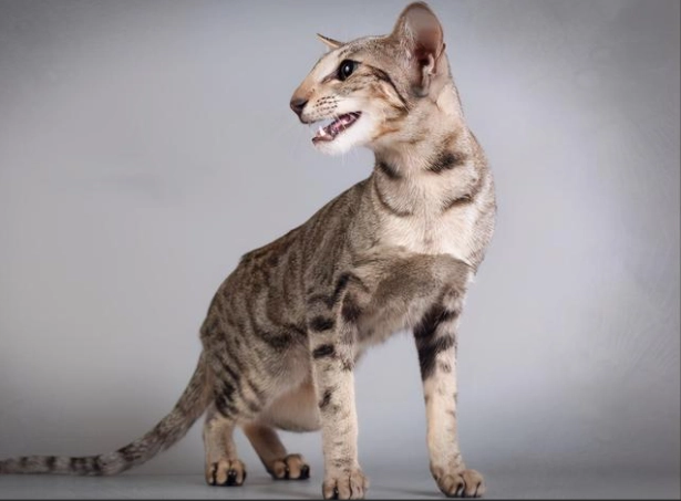 東方短毛貓護理