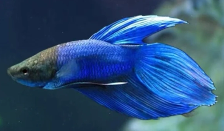 延長鬥魚壽命方法