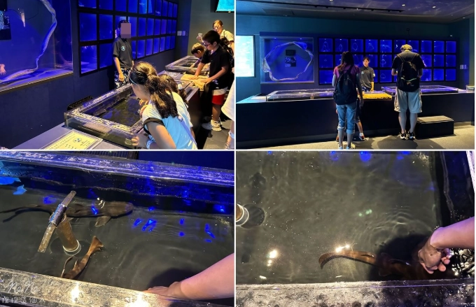 八景島水獺體驗