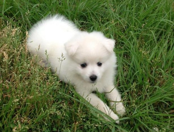 狐狸犬飼養問題