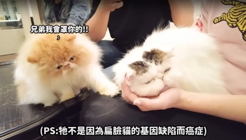 扁臉貓健康問題