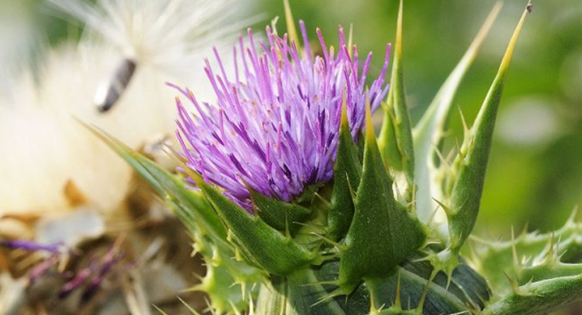 奶薊草功效