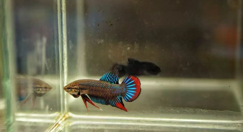 斗鱼水族箱设置