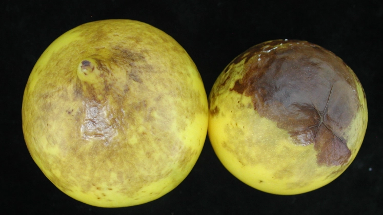 黃金果食用安全