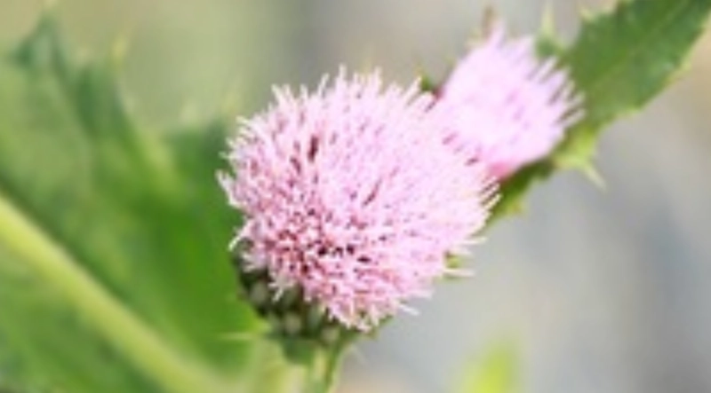 雞角刺安全使用