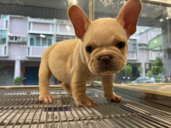 法國鬥牛犬價錢