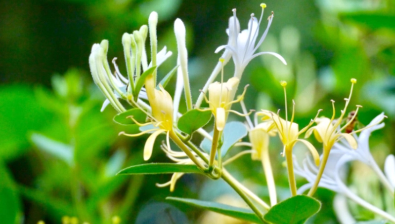 金銀花使用方法