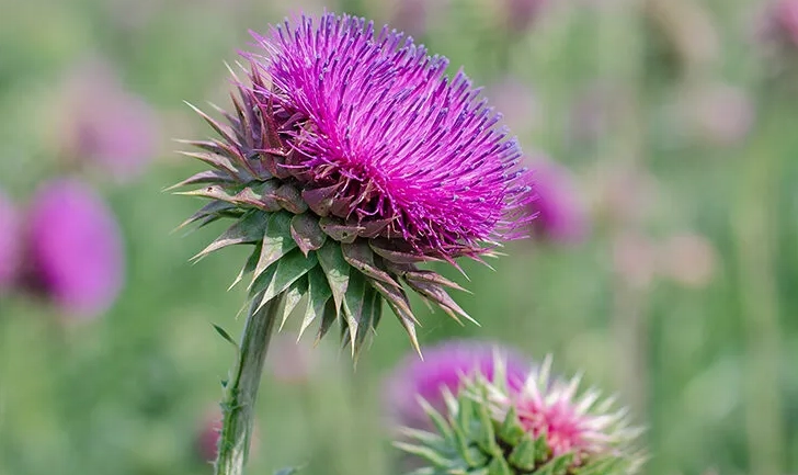 脂肪肝自然療法