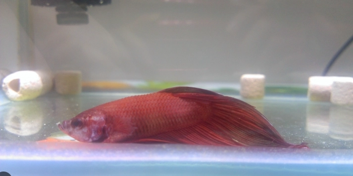 鬥魚睡覺沉底正常嗎