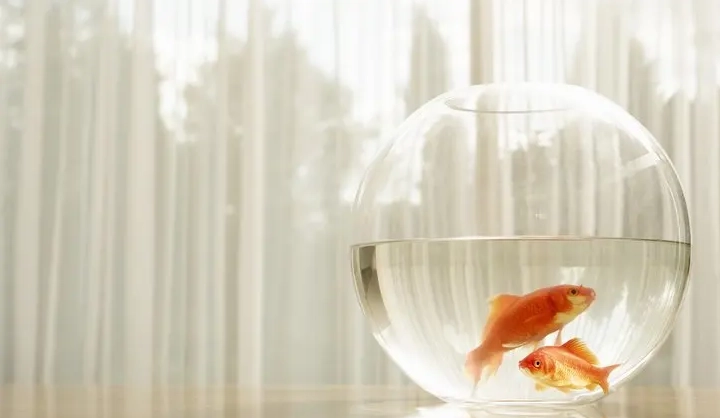 辦公室養魚風水