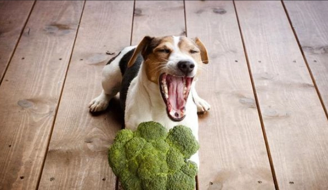 番茄對狗的好處