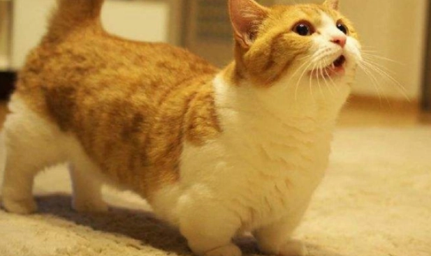 曼赤肯猫领养流程