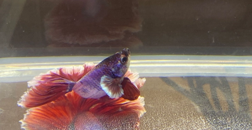 鬥魚睡覺沉底原因